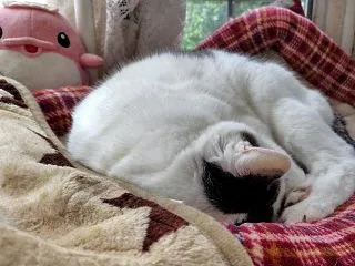 秋色ごはん～(*´ω｀*)♪