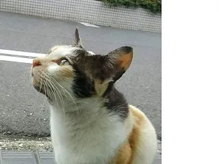 ミケちゃんも虹の橋へ