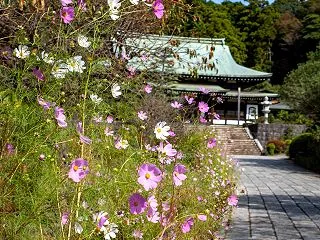 玉縄秋景【龍寶寺】もうひとつの鎌倉の歴史…