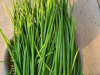 信州上田 分葱を収穫して、ピリ辛おつまみ…