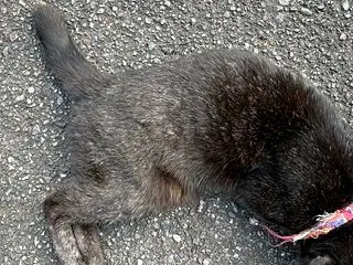 猫の白髪