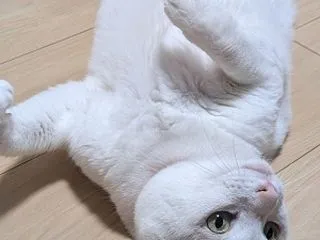 ゴロゴロのお誘い