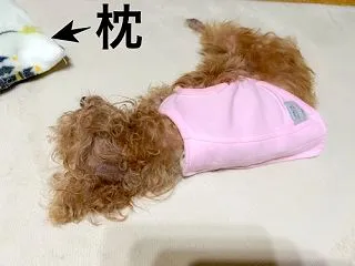 しれっと リズちゃん ＆ ポッコリお腹。…