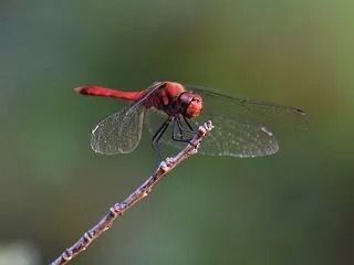 ナツアカネ Sympetrum darw…