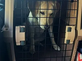 短期預かり🐾16回目