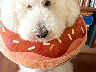 ポン・デ・ライオン