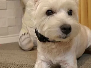【旅の準備】迷子防止 犬連れ九州旅行の準…