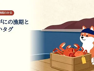 越前がにの漁期は「雄・雌・水がに」で3つ…