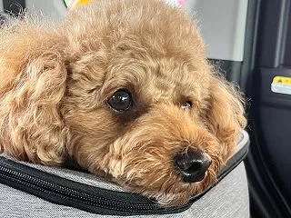 犬の混合ワクチン