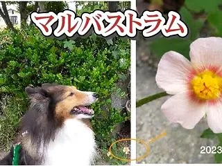 小次郎と夏の草花－マルバストラム－