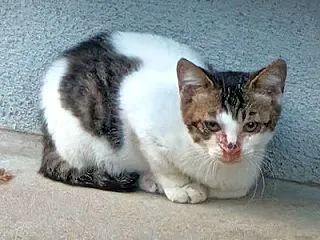 ご近所ねこたち。