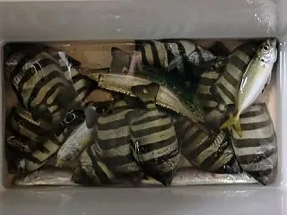 小アジも面白いけど