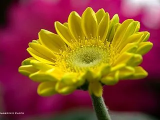 ガーベラ ☆☆☆マクロ専科 887