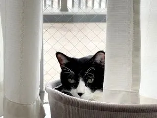 今日のふぅちゃん