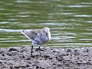 冬鳥ハマシギ 初認