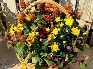 今週の入荷商品ご紹介🌿✨