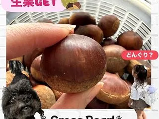 栗の皮剥き！目指せ！しっとりホクホク栗ご…