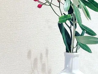 粗品とあのちゃん