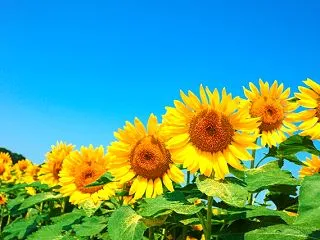 なんだこの暑さは