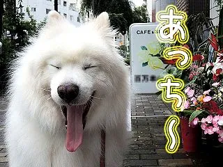 また新記録