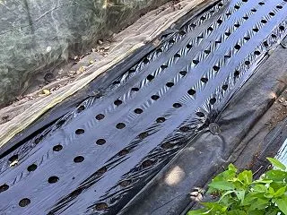 玉ねぎのウネを準備します、しっかり耕して…