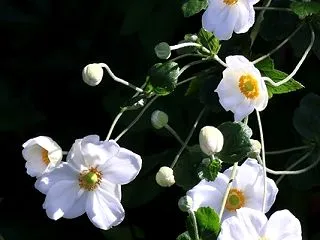秋明菊(シュウメイギク)