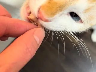 カオスなおやつタイム