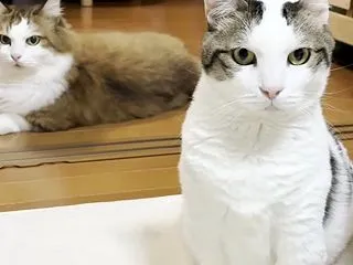 オヤツの棚は把握しているリバウンドしそう…