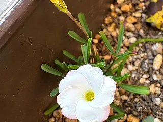ぜーんぶ片付けてやりましたわ、オーホッホ…