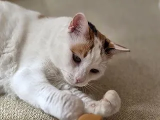牛革だから・・？