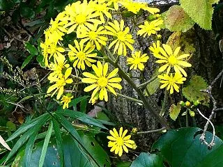 晩秋を彩る花が咲き出した