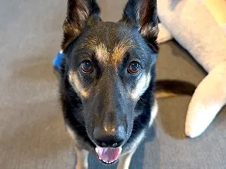 散歩中、走り去る車からポイ捨て！愛犬の足…