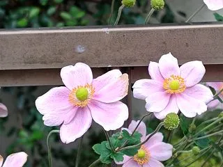 #今日の天気は 風が強い & #…