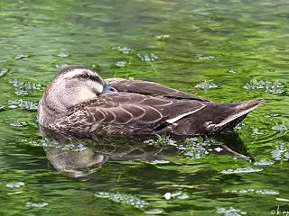 多摩川のカルガモ カルガモ 052