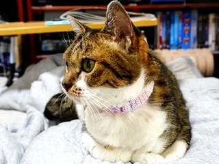 【夕刊～子猫じゃないけど】