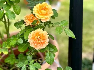クレマチス・カートマニージョーの誘引♫と…