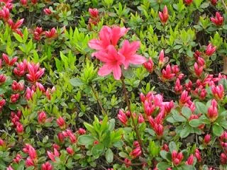 Azalea