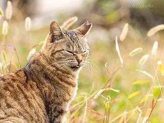 天然猫じゃらしとちょいペロニコちゃん☆