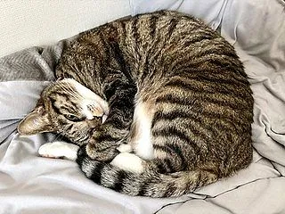 まだだった。