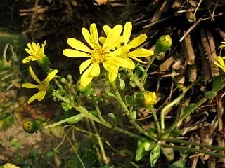 ツワブキの花