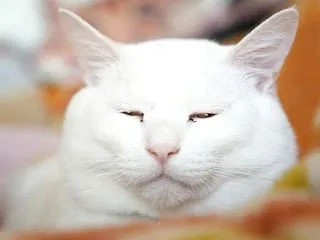 しらたまお顔
