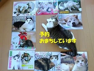 目が心配だった、預かりさんの家にいる子猫