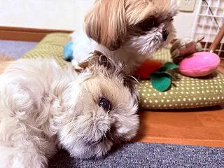 取られちゃった。