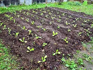☆★苗植えてから５週間、畑のハクサイ順調…