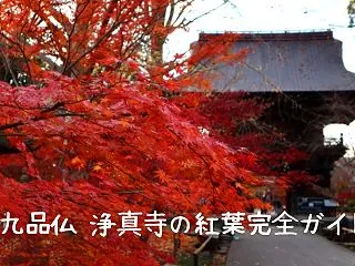 【2026年最新】九品仏 浄真寺の紅葉🍁…