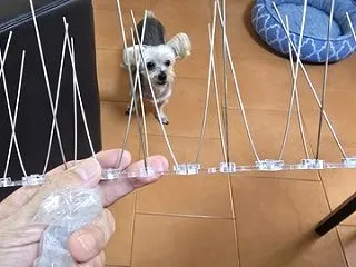 勝利宣言！