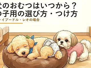 老犬のおむつはいつから？男の子用の選び方…
