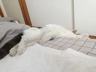 迷い猫を保護したけども。