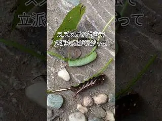 閲覧注意: 山芋の葉「スズメガの幼虫」数…