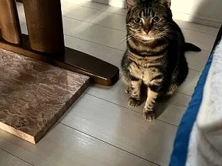 強風